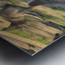 Kangaroo Selfie Metal print