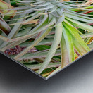 Pineapple Growing Metal print