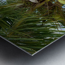 Cocunuts in the sky Metal print