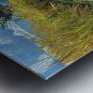 Vagabond Dog Metal print