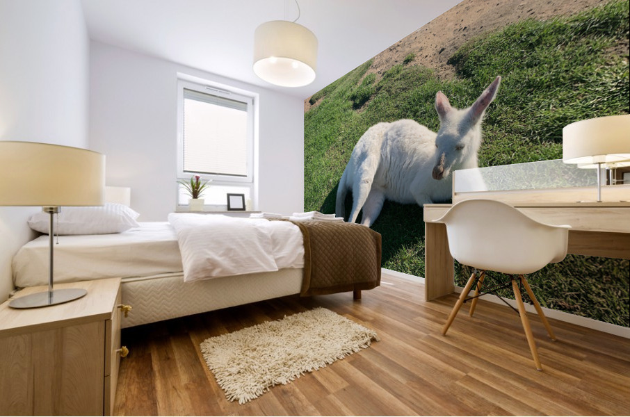White Kangaroo Chilling Mural print