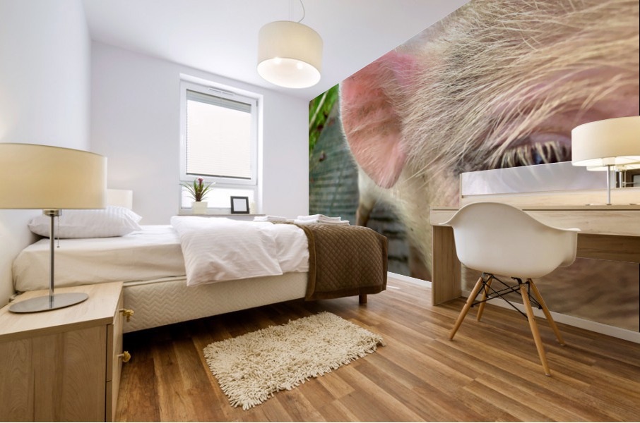 Pig Eye Mural print