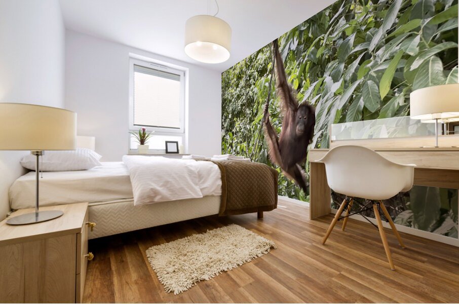 Kabili Sepilok Forest Reserve Orangutans 1 Mural print