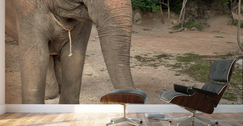 Elephant Trunk Sideways Wall Murals