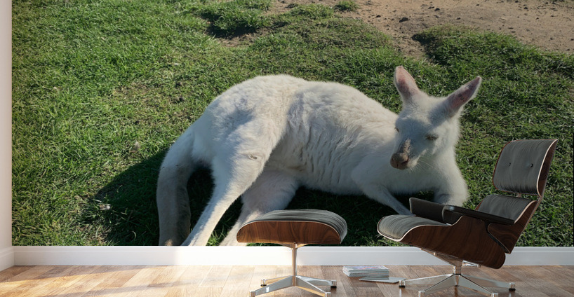 White Kangaroo Chilling Wall Murals