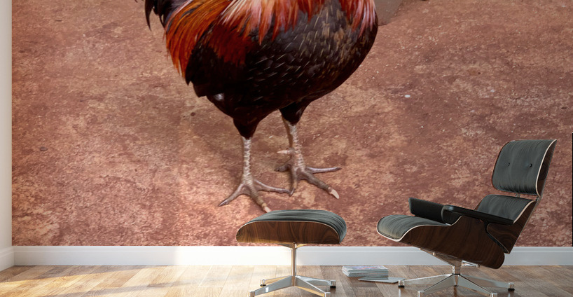 Rooster by the Table Wall Murals