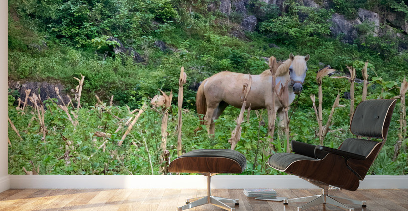 Wild Horse in the Field Wall Murals