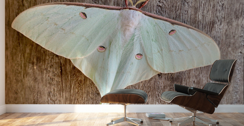 White Butterfly Wall Murals