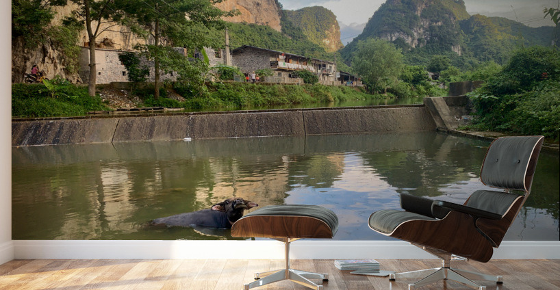 Water Buffalo Bathing Wall Murals