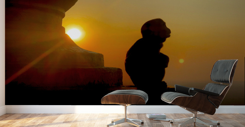 Enlightened Monkey at Sunset Wall Murals