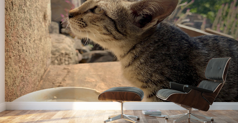 Cat Dreaming of the Future Wall Murals