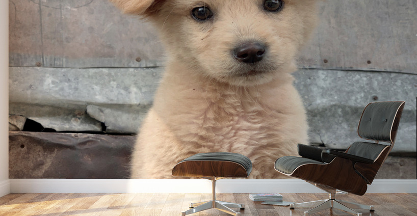 Cutest Puppy Ever Posing Wall Murals