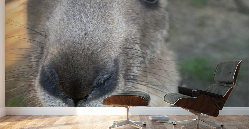Kangaroo Close Up Wall Murals