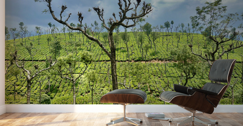 Trees in the Tea Plantations Wall Murals