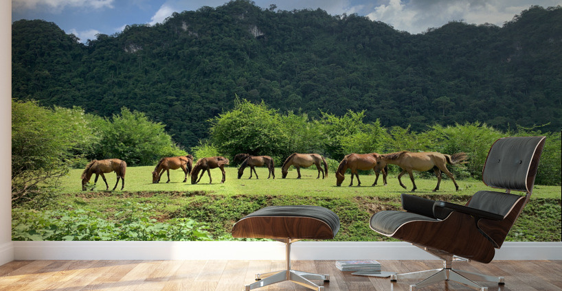 Wild horses Wall Murals