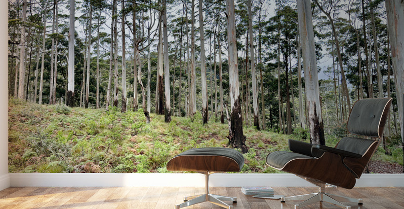 White Trees Wall Murals