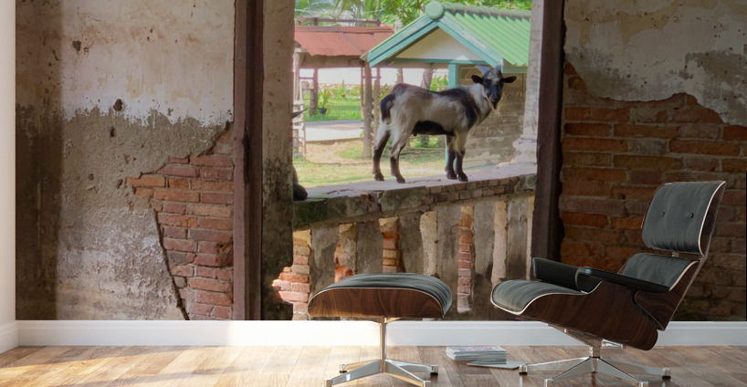 Goat by the Door Wall Murals