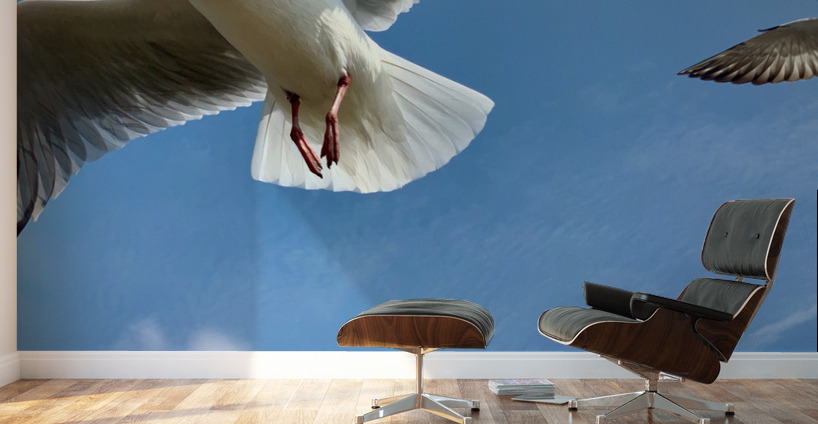 Seagull Look Wall Murals