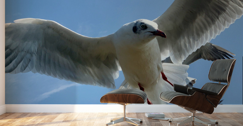 Seagull Look 2 Wall Murals