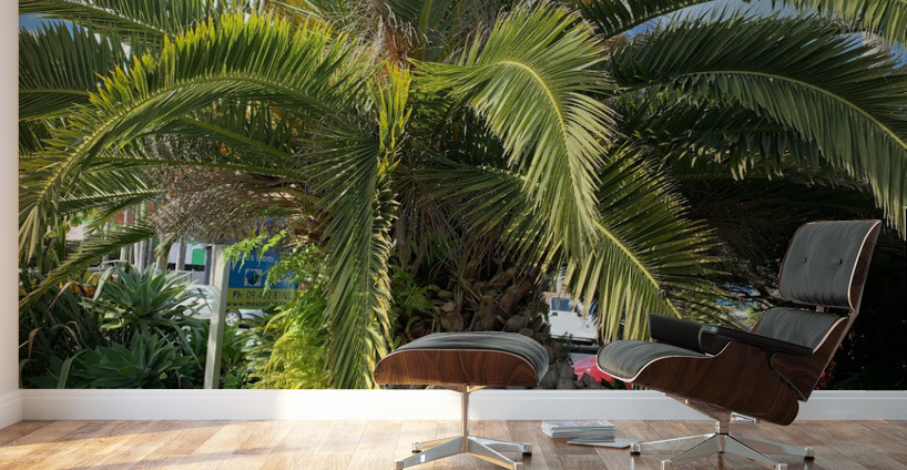 Baby Palm Tree Wall Murals