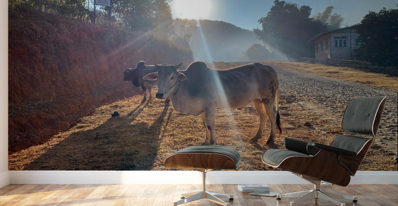 Cows in the Sun Wall Murals