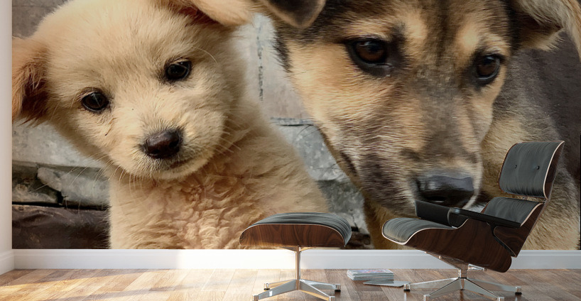 Give Me Some Room Puppy Wall Murals