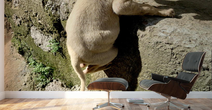 Puppy s efforts Wall Murals