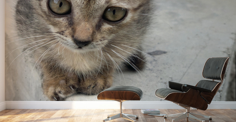 Cute Kitty 3 Wall Murals