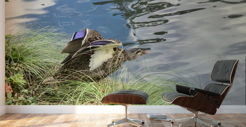 Duck Ready to Fly Wall Murals