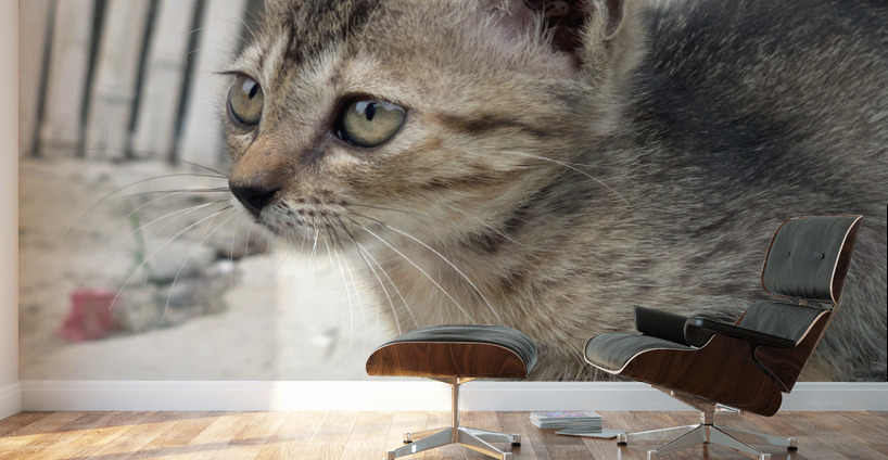 Cute Kitty Wall Murals