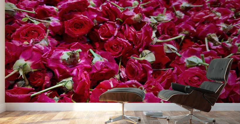 Many Roses Wall Murals
