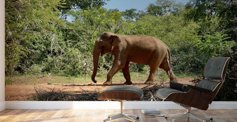 Elephant in the Wild Wall Murals