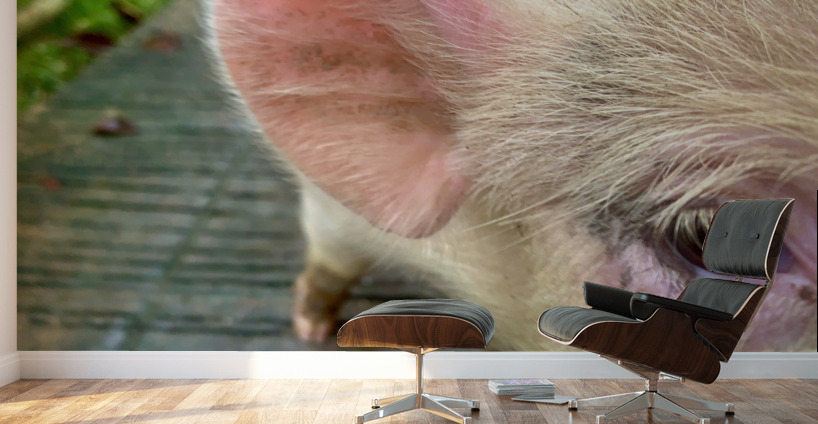 Pig Eye Wall Murals
