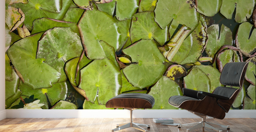 Water Lilies Wall Murals