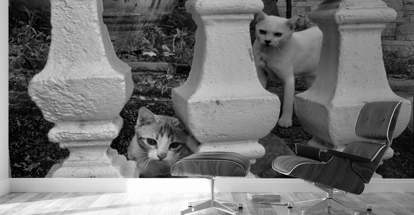 BW Cats Peaking Through Wall Murals