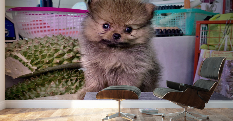 Furry Puppy Wall Murals