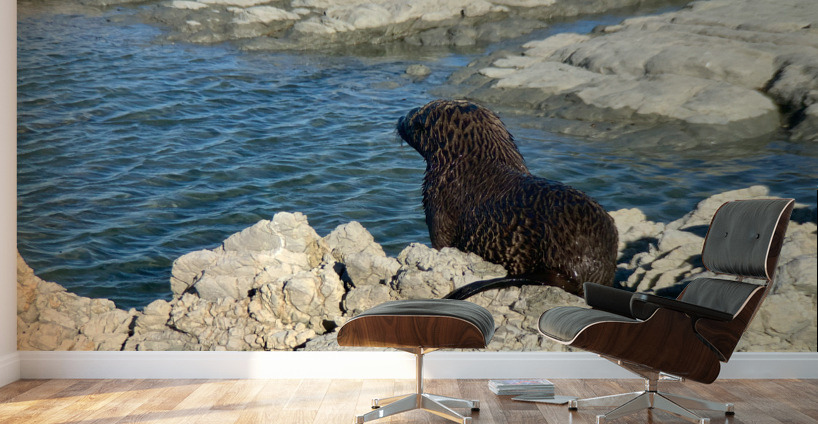 Seal Looking at a Distance Wall Murals
