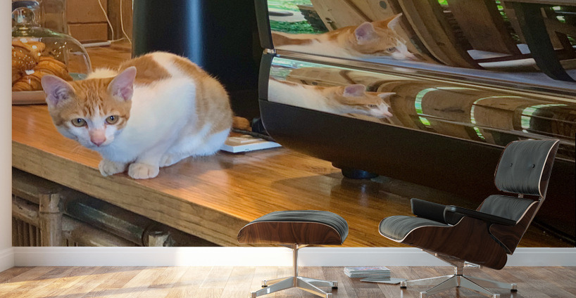 A Cat Named Cappucino Wall Murals