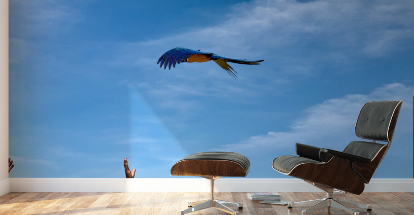 Macaws with Hands Wall Murals