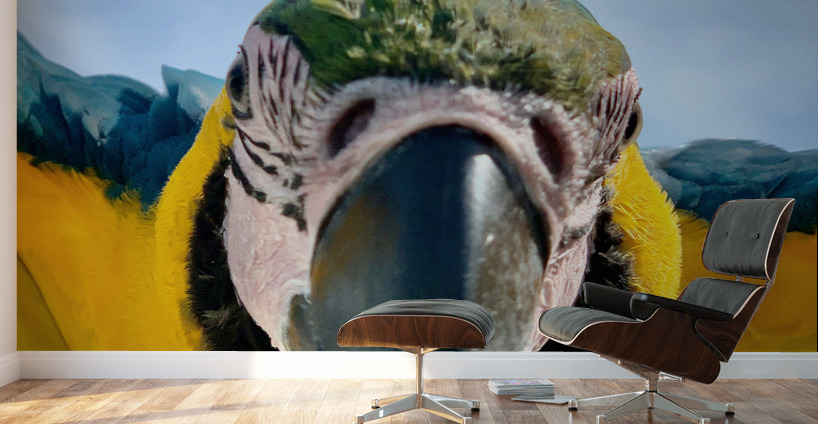 Macaws Close up Wall Murals