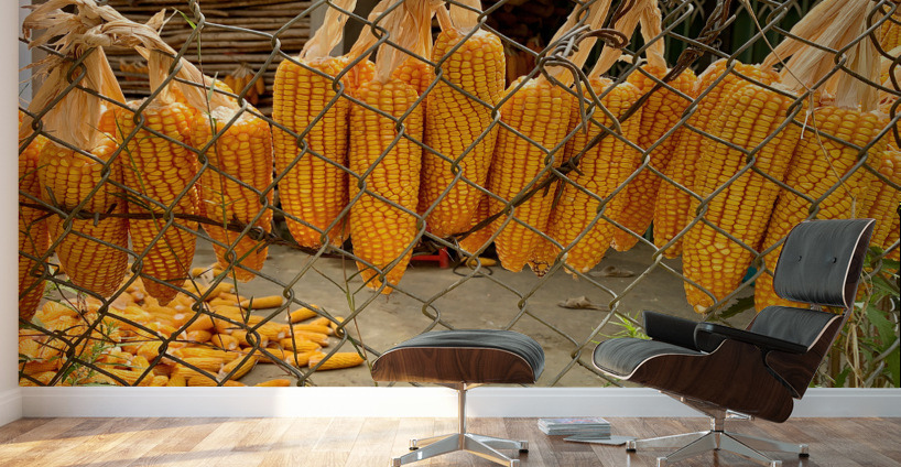 Corn Hanging on the Fence Wall Murals
