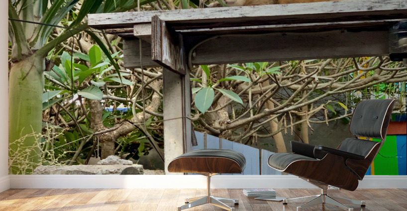 Full House Kitty Cat Wall Murals