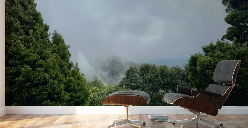 Foggy Forest Wall Murals