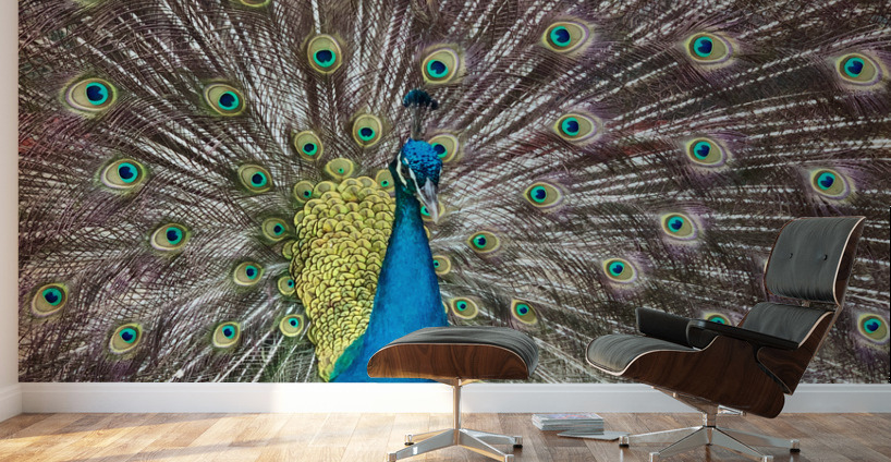 The Peacock Wall Murals