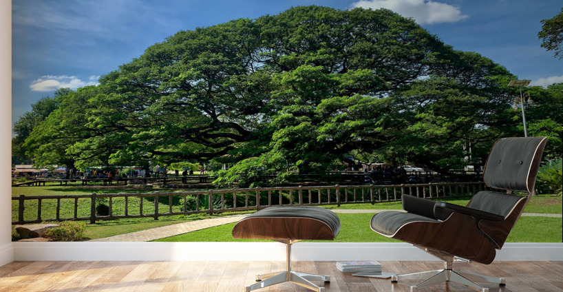 Giant Raintree 2 Wall Murals