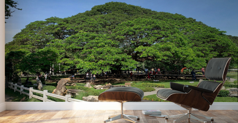 Giant Raintree 1 Wall Murals