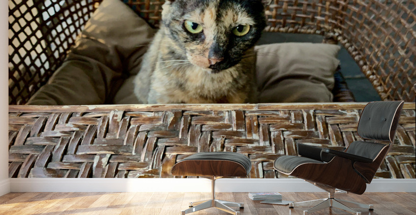 Dating a Cat Wall Murals