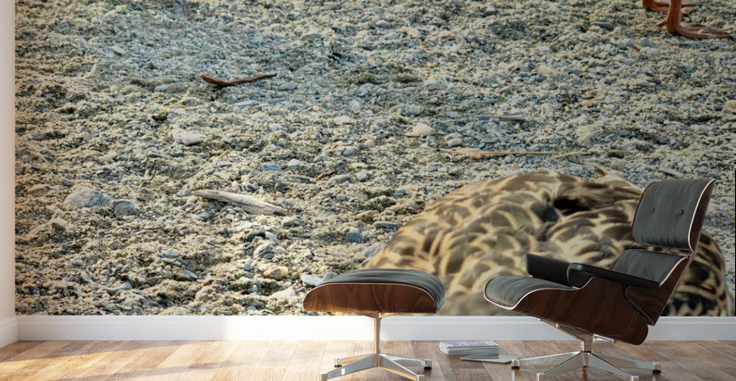 Ducks on the Beach Wall Murals