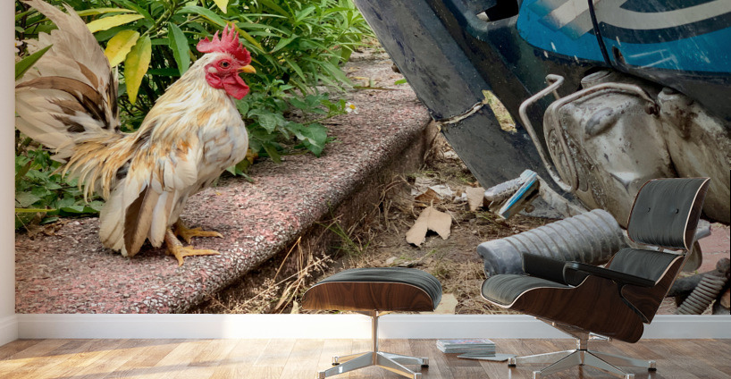 Rooster Bike Wall Murals