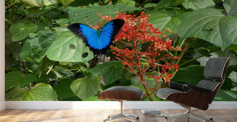 The Blue Butterfly Wall Murals